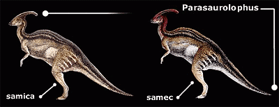 Parasaurolophus